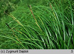 Carex buekii (turzyca Bueka)