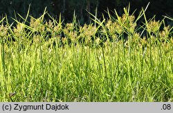 Cyperus esculentus (cibora jadalna)