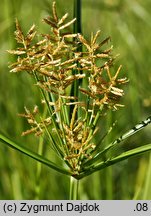 Cyperus esculentus (cibora jadalna)