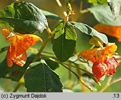 Impatiens capensis (niecierpek pomaraÅ„czowy)