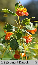 Impatiens capensis (niecierpek pomarańczowy)