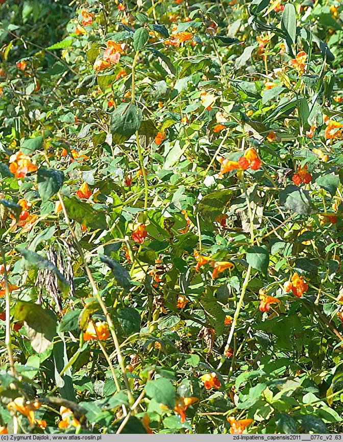 Impatiens capensis (niecierpek pomarańczowy)