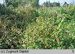 Impatiens capensis (niecierpek pomarańczowy)