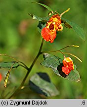 Impatiens capensis (niecierpek pomarańczowy)