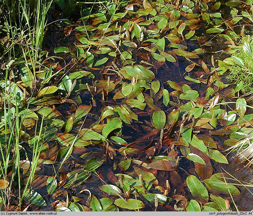 Potamogeton polygonifolius (rdestnica podługowata)