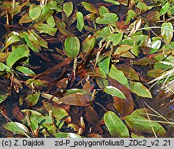 Potamogeton polygonifolius (rdestnica podługowata)