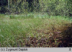 Potamogeton polygonifolius (rdestnica podługowata)