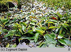 Potamogeton polygonifolius (rdestnica podługowata)