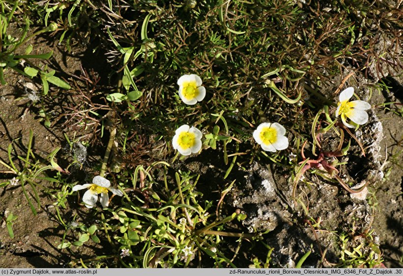 Ranunculus rionii (jaskier Riona)