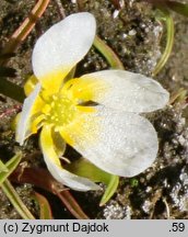 Ranunculus rionii (jaskier Riona)