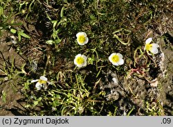 Ranunculus rionii (jaskier Riona)