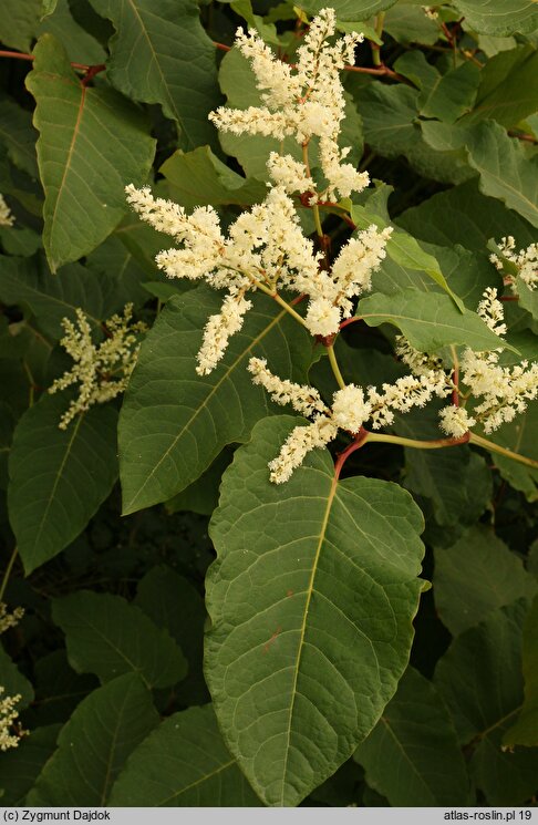 Reynoutria sachalinensis (rdestowiec sachaliński)