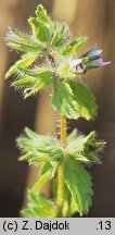 Stachys arvensis (czyściec polny)