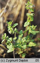 Stachys arvensis (czyściec polny)