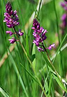 Polygala comosa