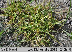 Dichostylis micheliana (dichostylis Michela)