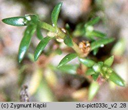 Crassula aquatica (uwroć wodna)