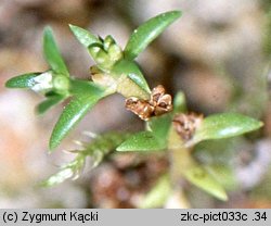 Crassula aquatica (uwroć wodna)