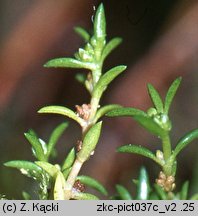 Crassula aquatica (uwroć wodna)