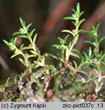 Crassula aquatica (uwroć wodna)