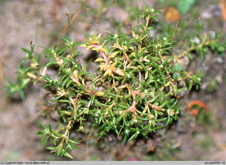 Crassula aquatica (uwroć wodna)