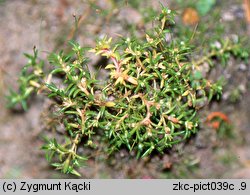 Crassula aquatica (uwroć wodna)